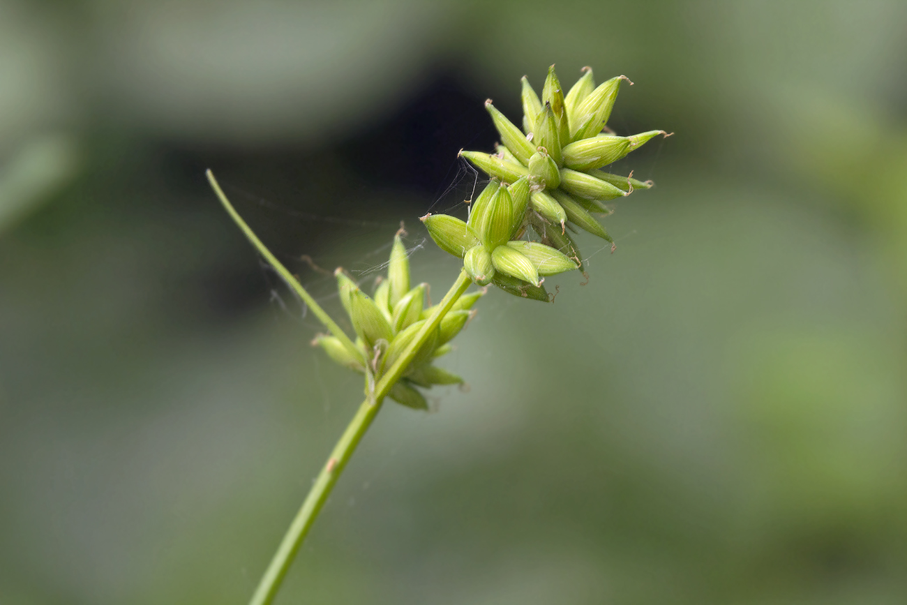 Image of Carex pseudololiacea specimen.