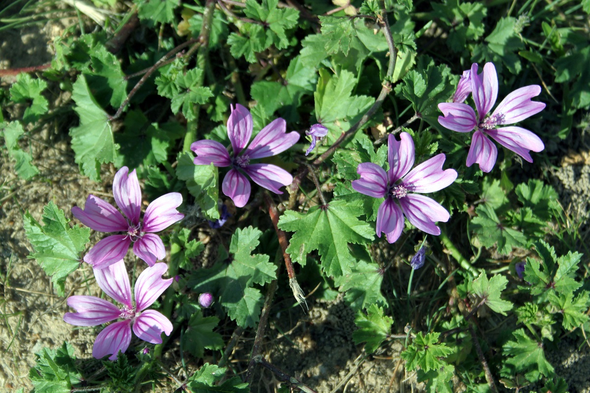 Image of Malva sylvestris specimen.