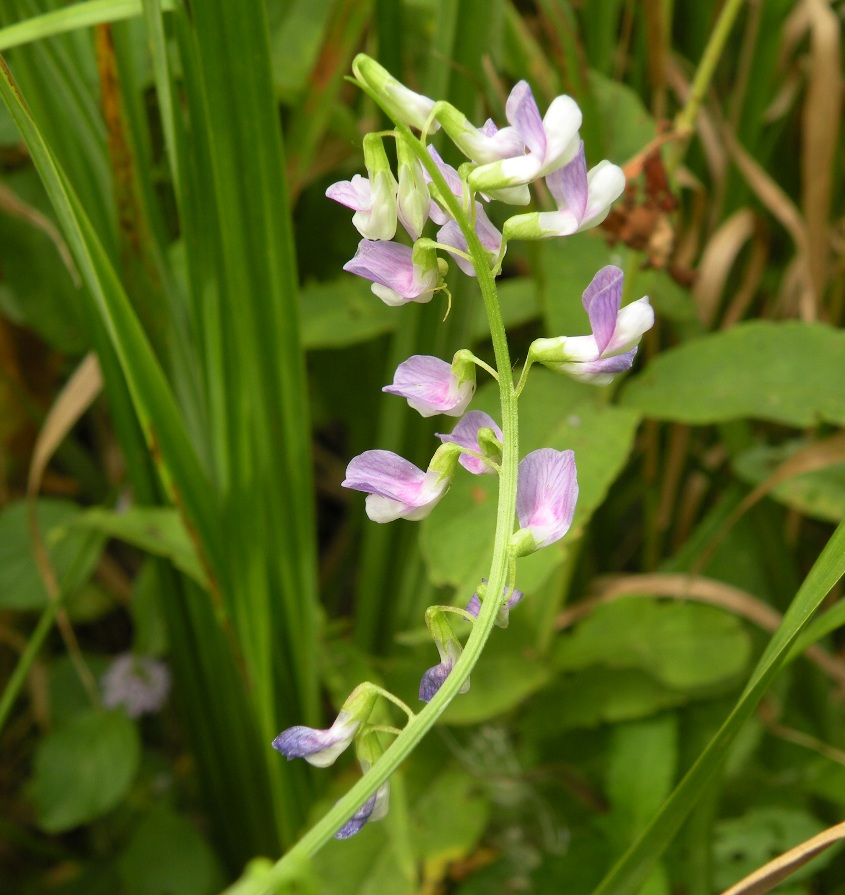 Image of Vicia biennis specimen.