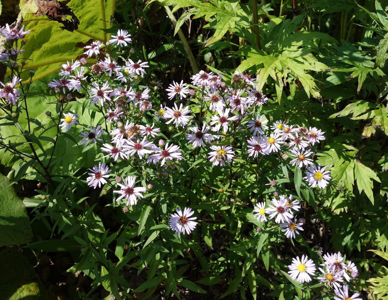 Image of Symphyotrichum novi-belgii specimen.