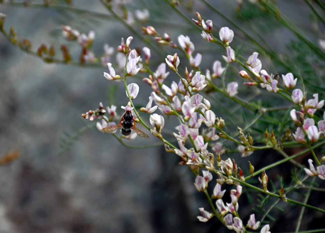 Изображение особи Astragalus puberulus.