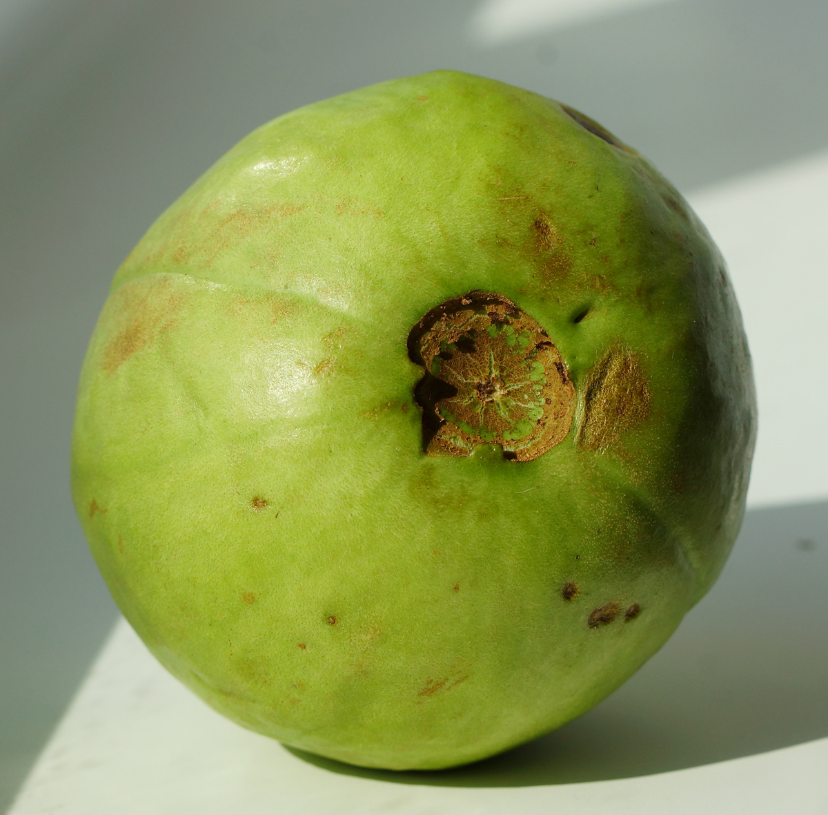 Image of Psidium guajava specimen.