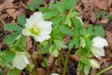 Helleborus caucasicus. Цветущее растение. Краснодарский край, Лазаревский р-н, окр. с. Бзогу, 130 м н.у.м., лес. 03.01.2020.