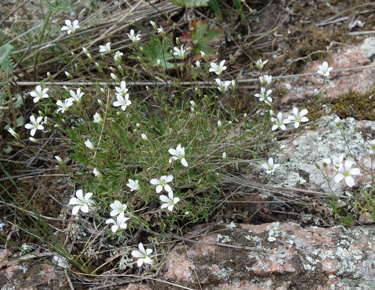 Image of Minuartia kryloviana specimen.