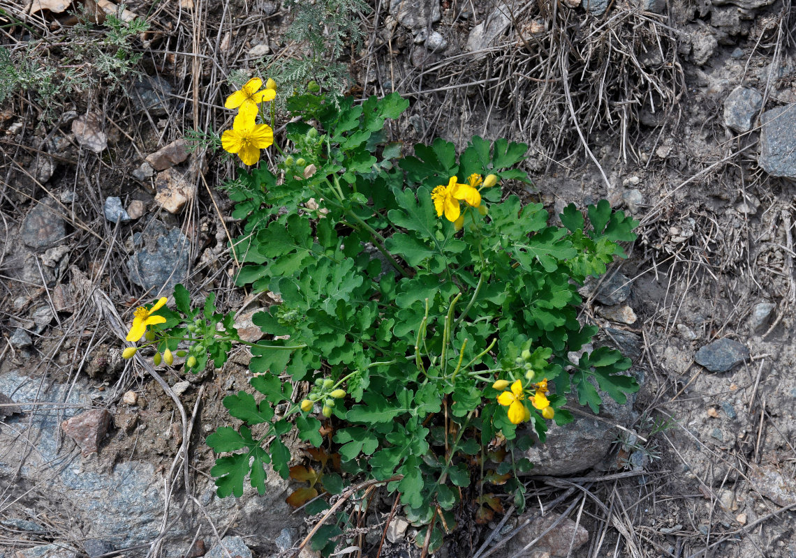 Изображение особи Chelidonium majus.