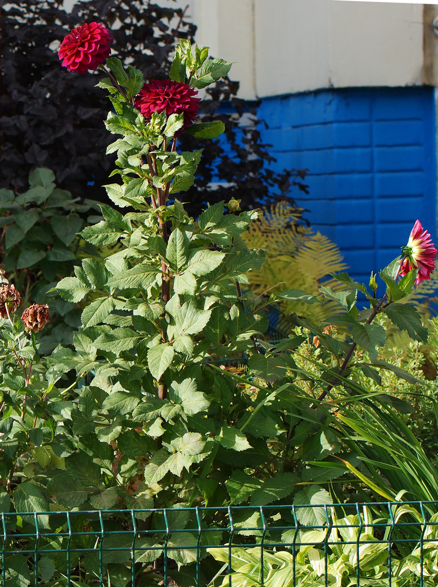 Изображение особи Dahlia pinnata.