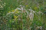 род Stipa. Плодоносящие растения. Воронежская обл., Лискинский р-н, музей-заповедник \"Дивногорье\", ковыльно-разнотравная степь. 01.06.2019.