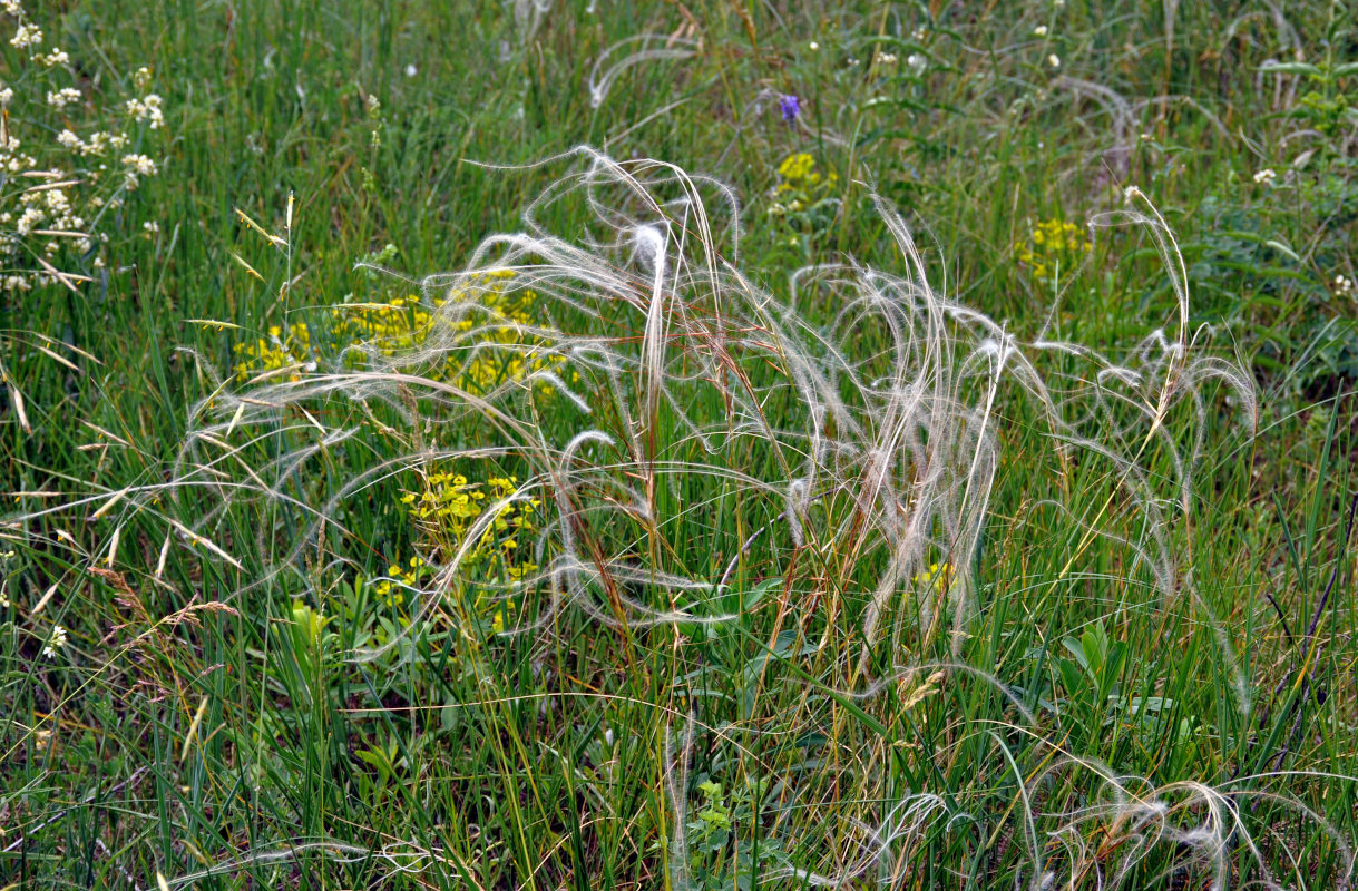 Изображение особи род Stipa.