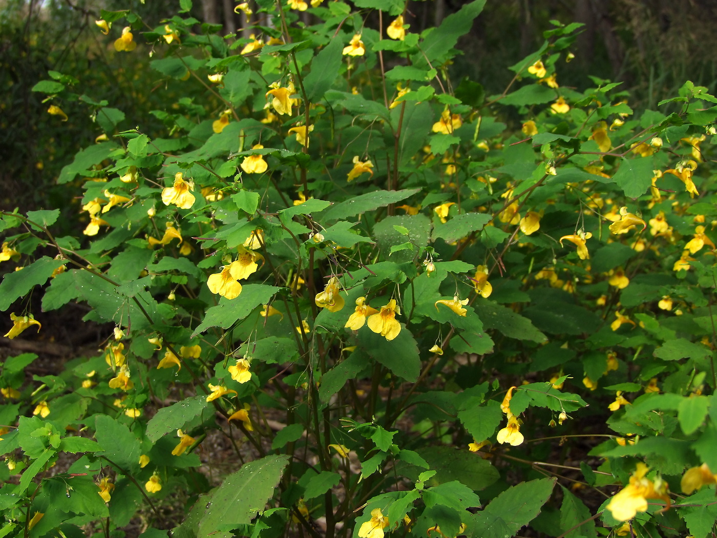 Image of Impatiens noli-tangere specimen.