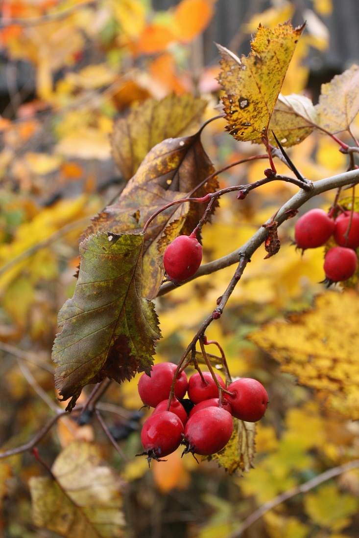 Изображение особи Crataegus submollis.