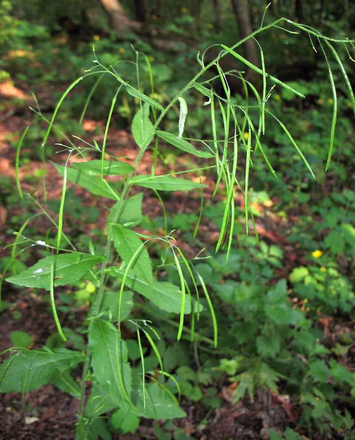 Изображение особи Arabis pendula.