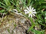 Stellaria graminea