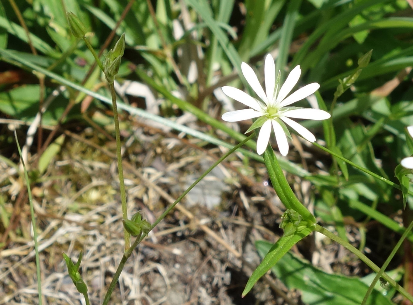 Изображение особи Stellaria graminea.