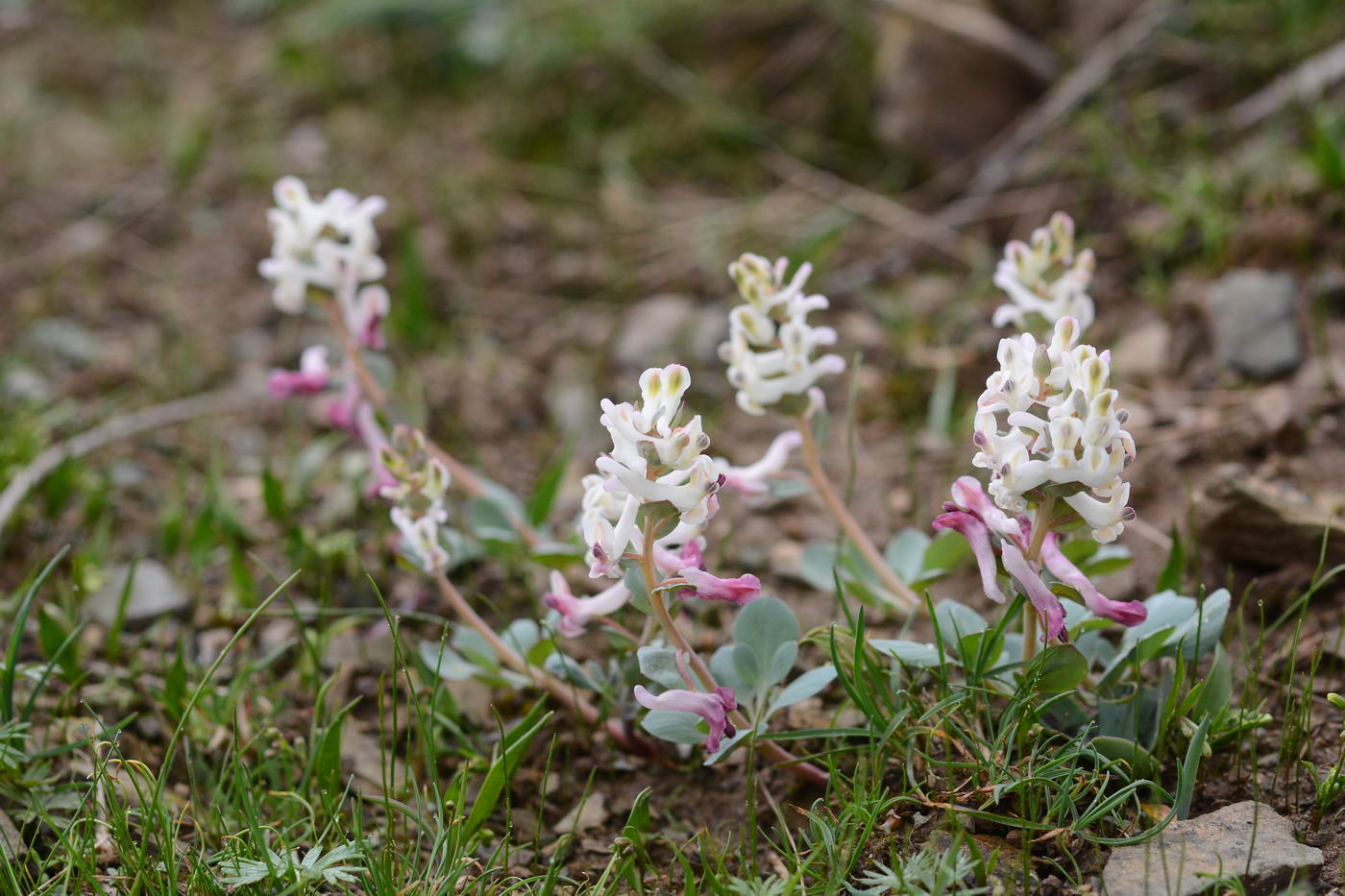 Image of Corydalis ledebouriana specimen.