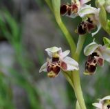 Ophrys umbilicata