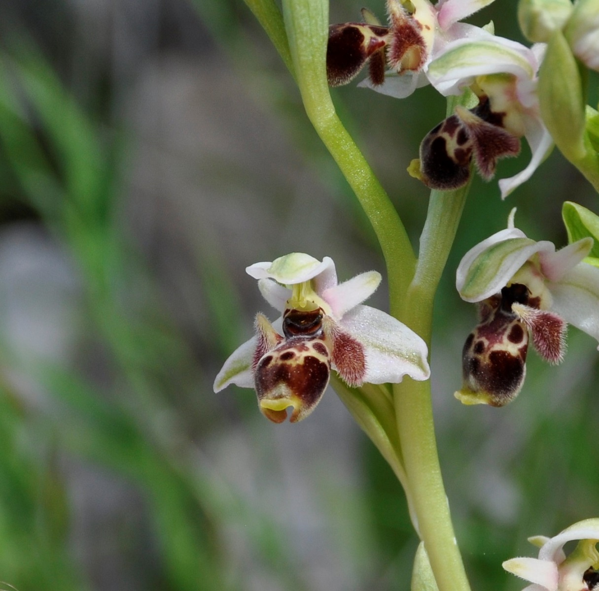 Изображение особи Ophrys umbilicata.