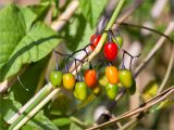 Solanum dulcamara. Незрелое соплодие. Ленинградская обл., Кингисеппский р-н, окр. дер. Урмизно, побережье Финского залива, заросли тростника (Phragmites australis) на мелководье. 31.08.2019.