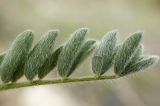 Astragalus dolichophyllus