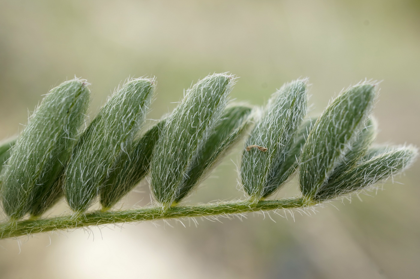 Изображение особи Astragalus dolichophyllus.