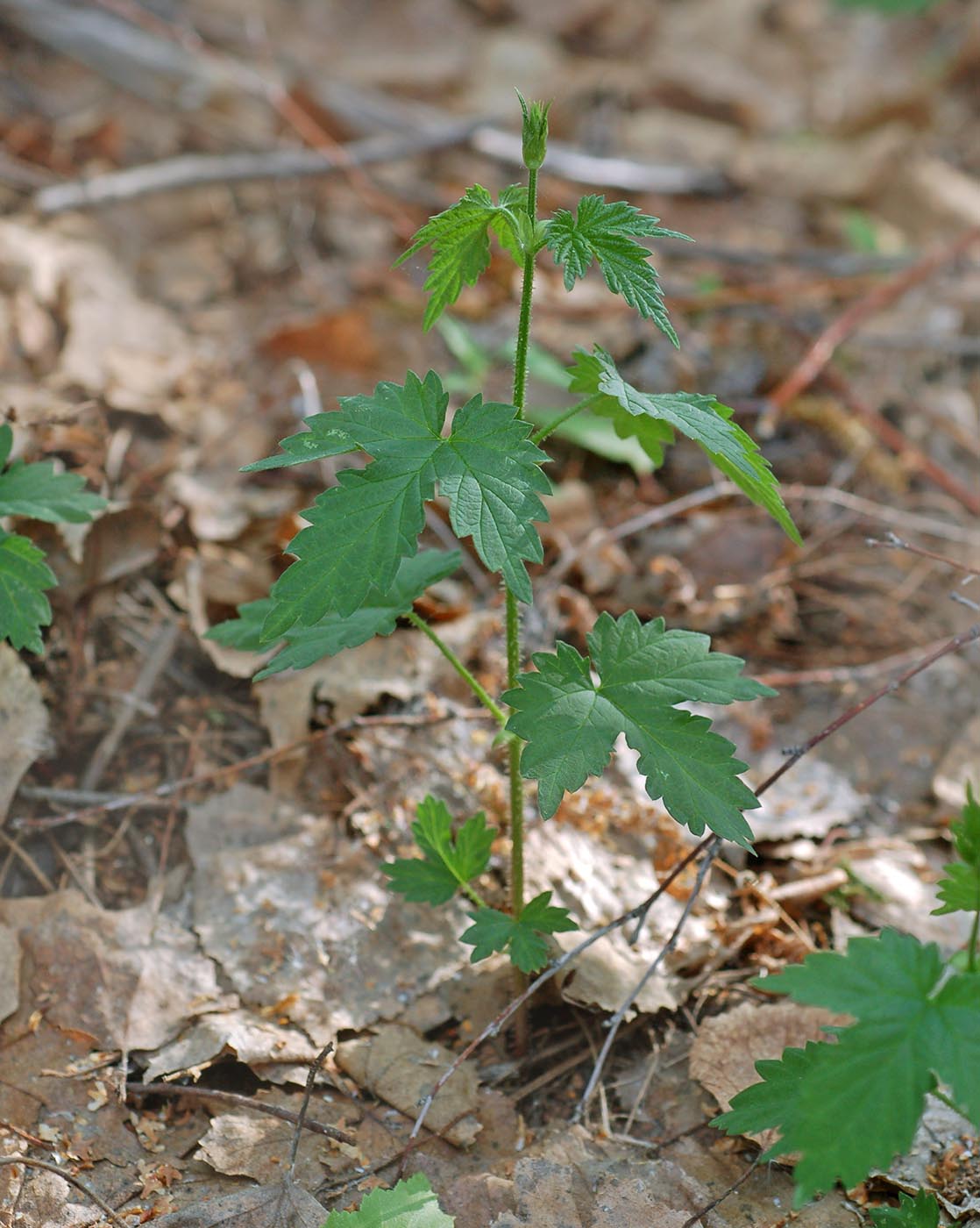 Изображение особи Humulus lupulus.