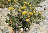 Helichrysum stoechas. Цветущие растения в сообществе с Anagallis arvensis, Antirrhinum orontium, Lobularia maritima и др. Испания, автономное сообщество Каталония, провинция Жирона, комарка Альт Эмпорда, муниципалитет Кадакес, мыс Креус, окр. маяка Far de cap de Creus, в расщелине скалы. 01.05.2019.