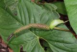 Anthurium ochranthum