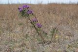 Astragalus suffruticosus