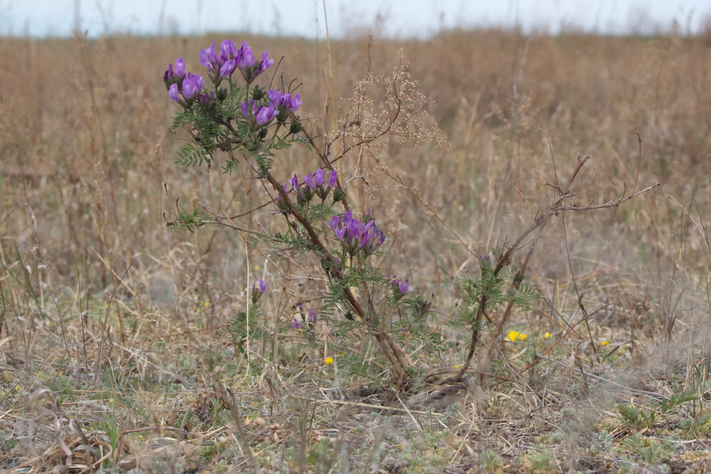 Image of Astragalus suffruticosus specimen.