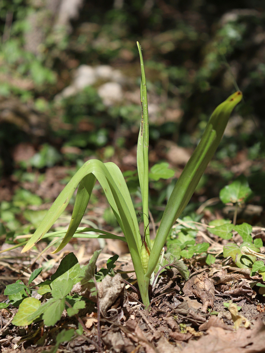 Image of Colchicum umbrosum specimen.