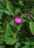 Cypripedium macranthos