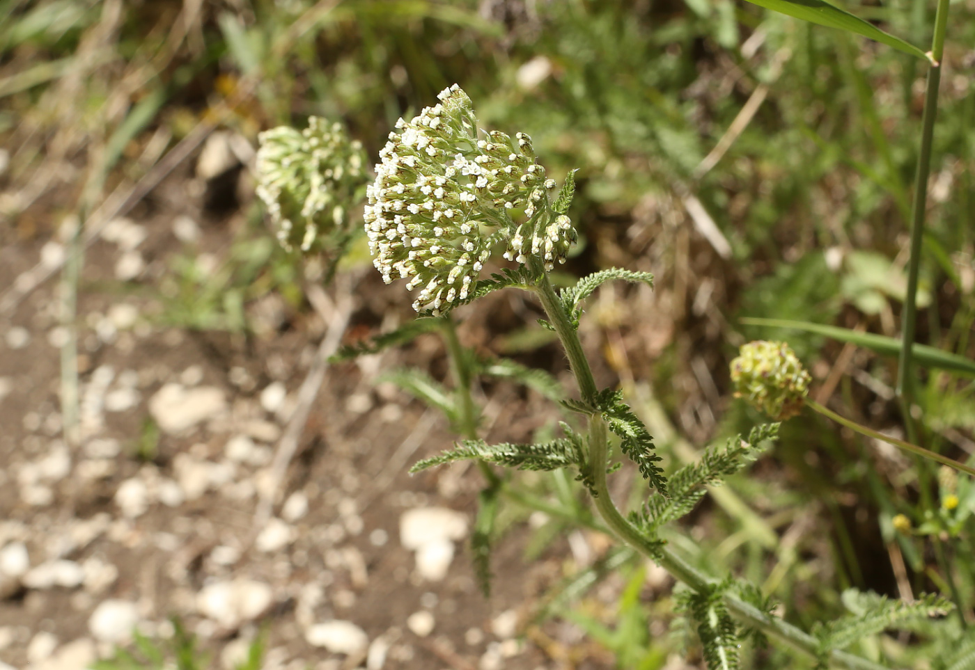 Изображение особи род Achillea.