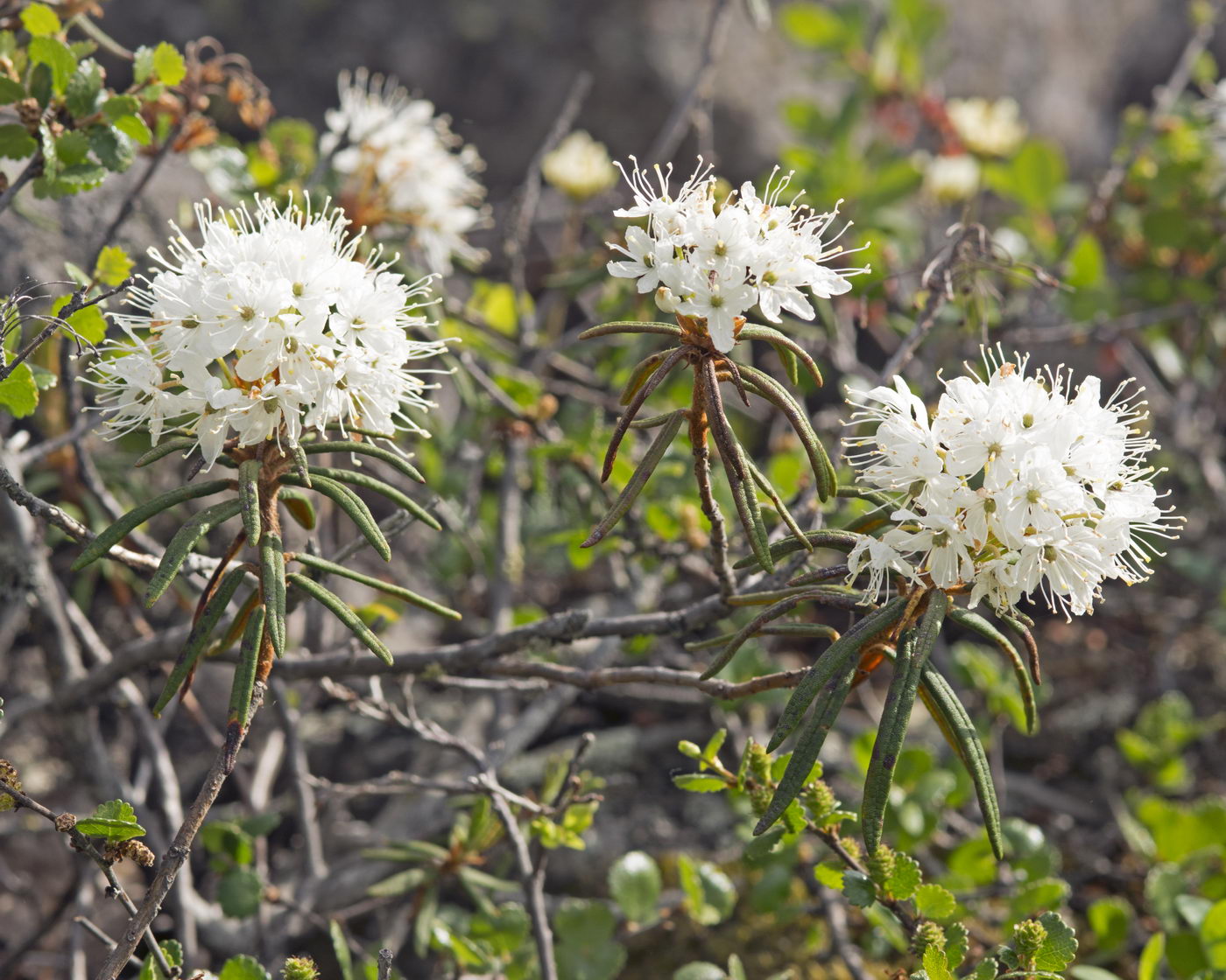 Image of Ledum palustre specimen.