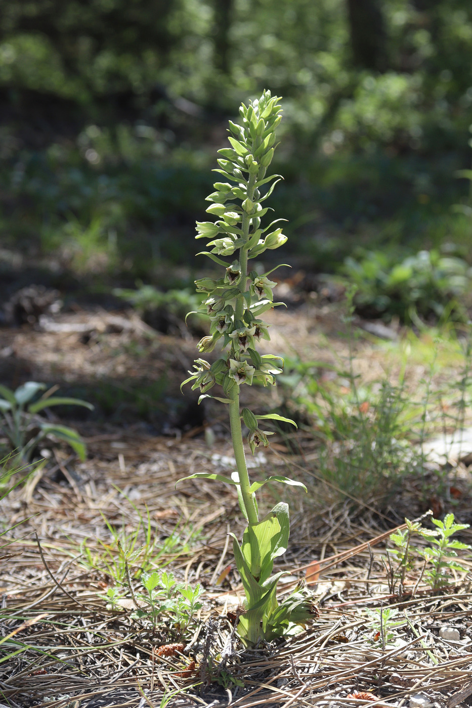 Image of Epipactis krymmontana specimen.