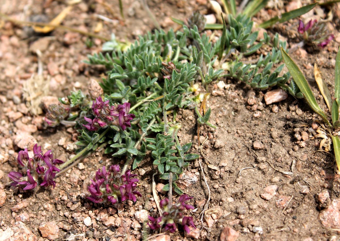 Изображение особи Oxytropis jucunda.