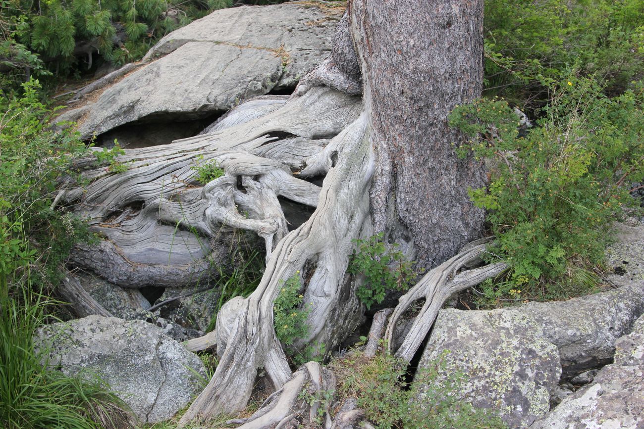 Изображение особи Pinus sibirica.