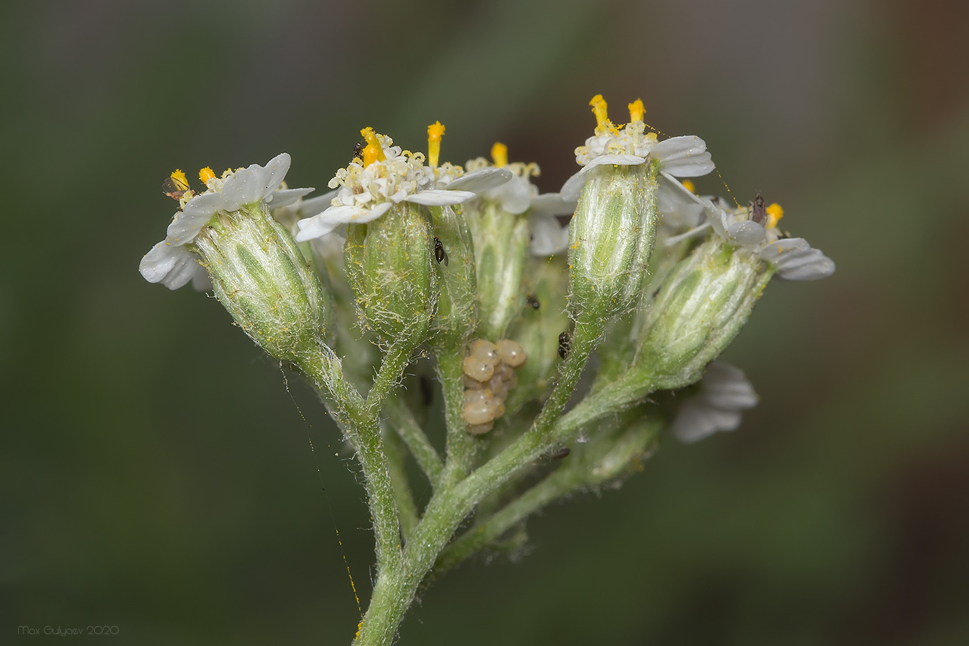 Image of Achillea millefolium specimen.