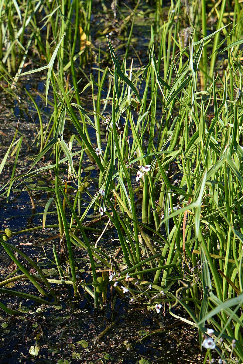 Image of Sagittaria sagittifolia specimen.