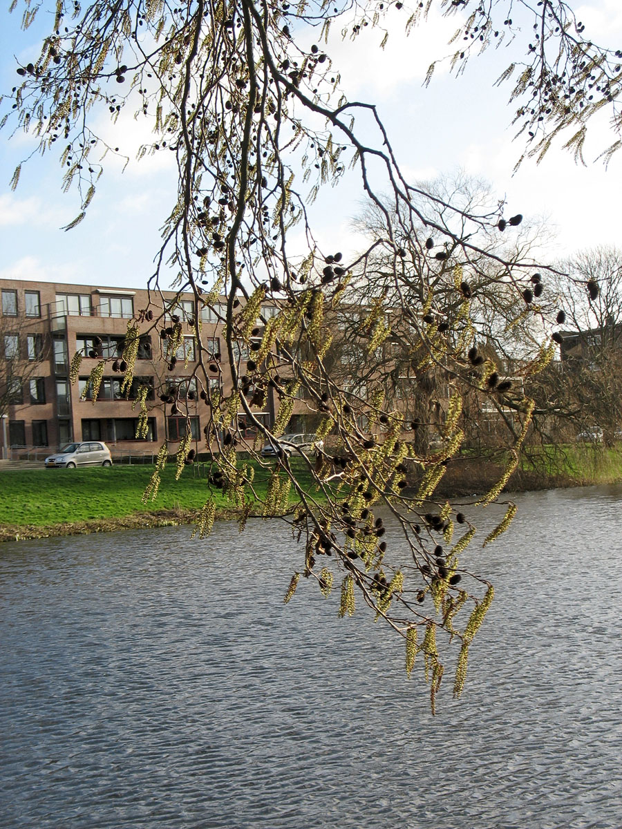 Image of Alnus × spaethii specimen.