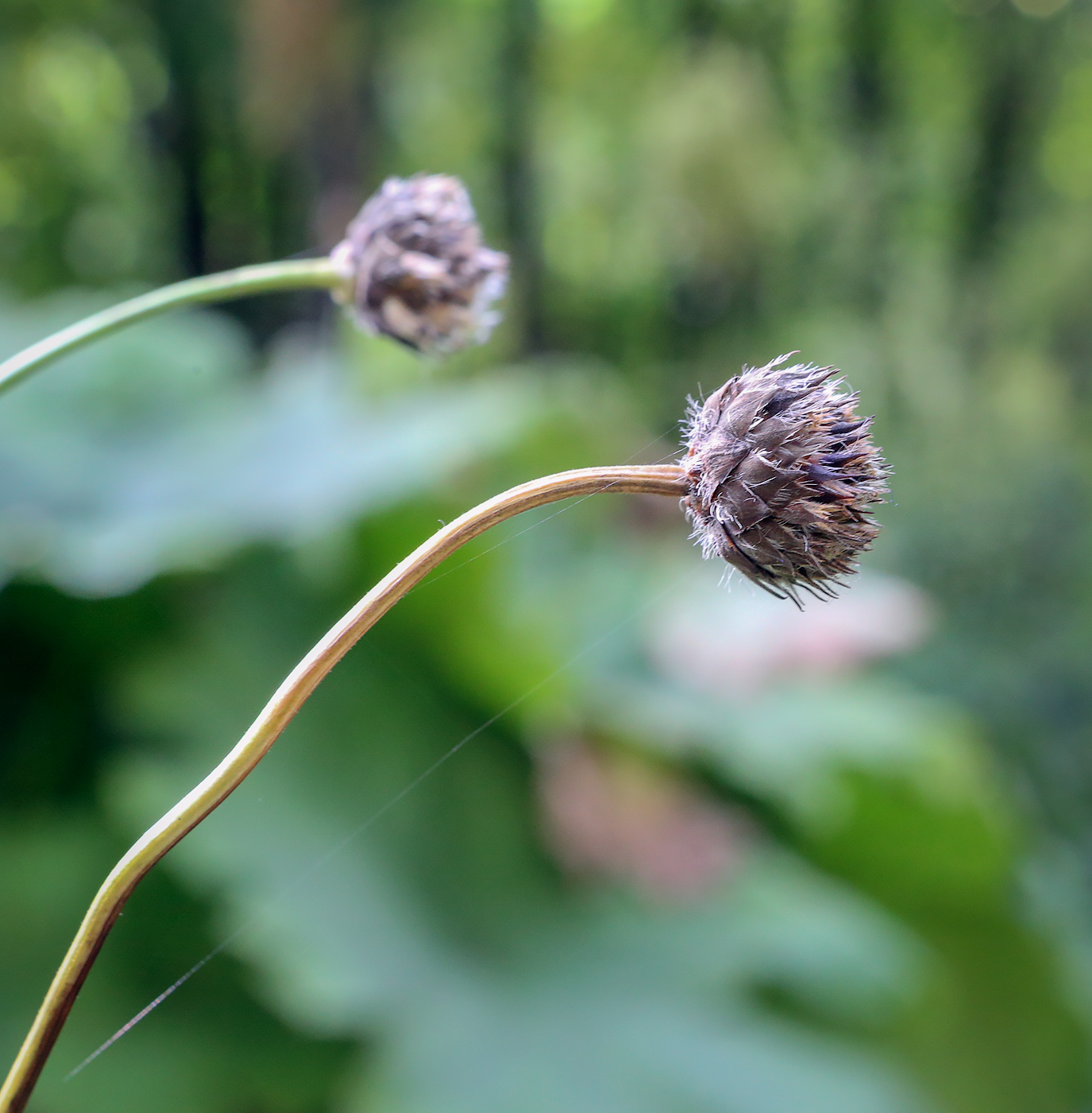 Изображение особи род Cephalaria.