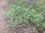 Vaccinium uliginosum