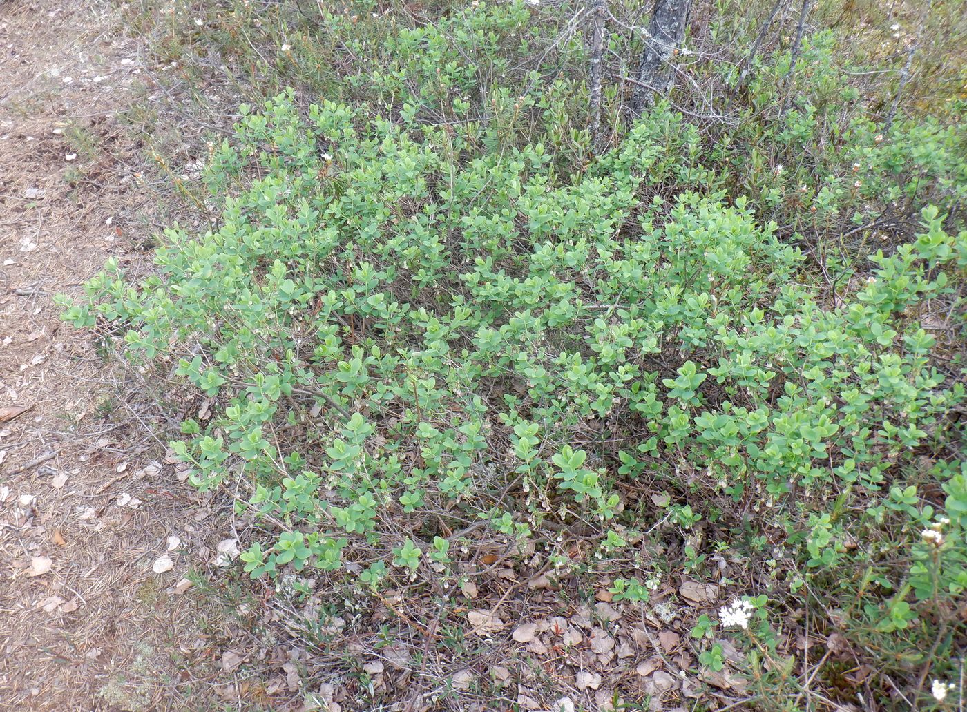 Image of Vaccinium uliginosum specimen.