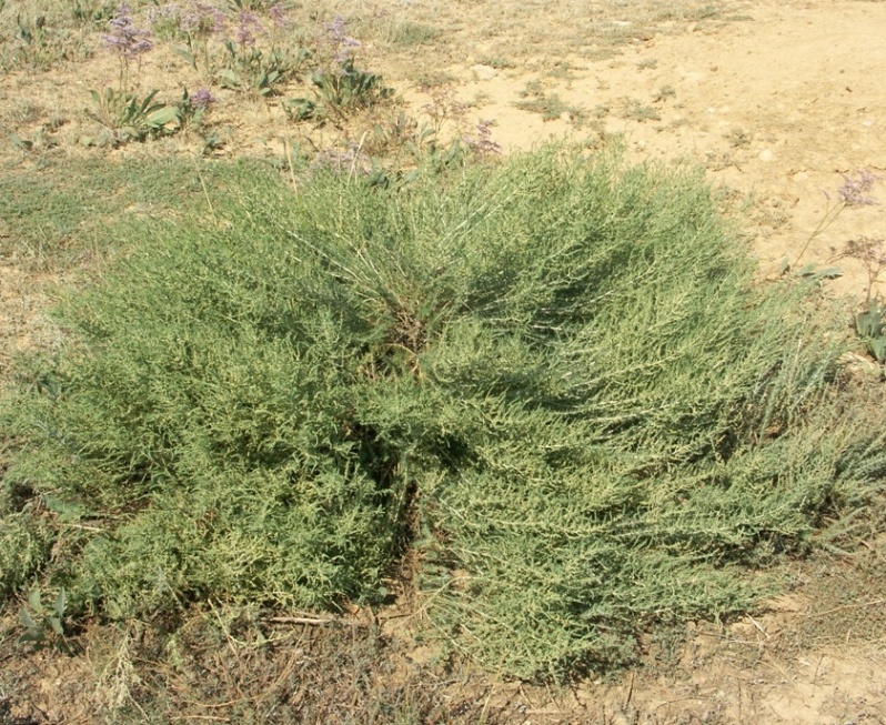 Изображение особи Salsola laricina.