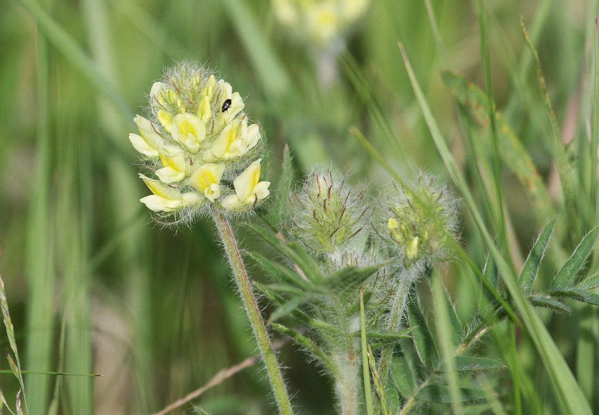 Изображение особи Oxytropis pilosa.