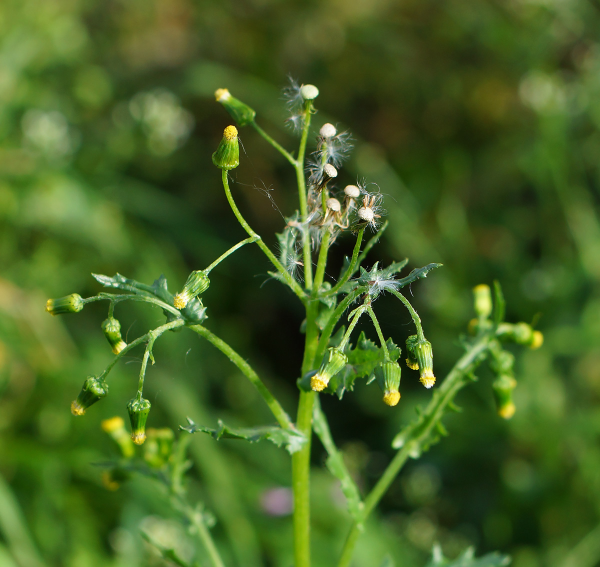 Изображение особи Senecio vulgaris.