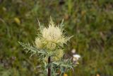 Cirsium obvallatum