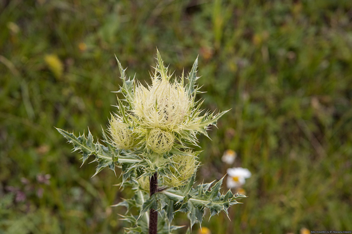 Изображение особи Cirsium obvallatum.