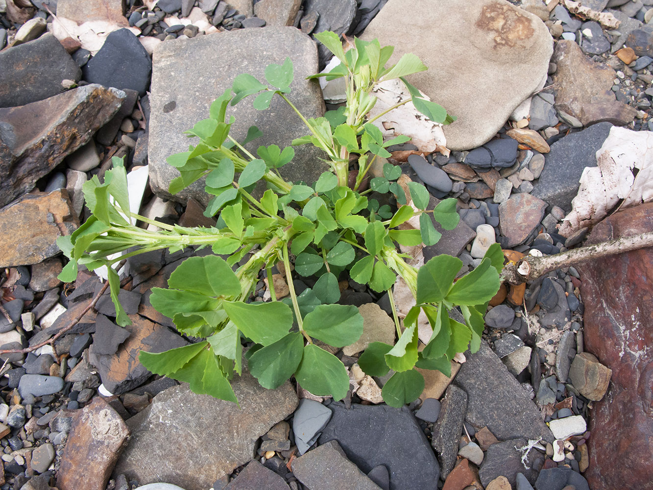 Изображение особи Melilotus officinalis.