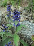 Ajuga genevensis. Цветущее растение. Кабардино-Балкария, Эльбрусский р-н, долина р. Ирик, ок. 2200 м н.у.м., каменистый склон. 07.07.2020.