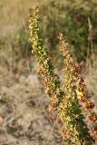 Rumex aquaticus. Часть соплодия. Карелия, г. Медвежьегорск, побережье Онежского оз. близ ул. Онежская, граница зарастающего ивой сухого злакового луга и песчаного пляжа. 26.09.2020.