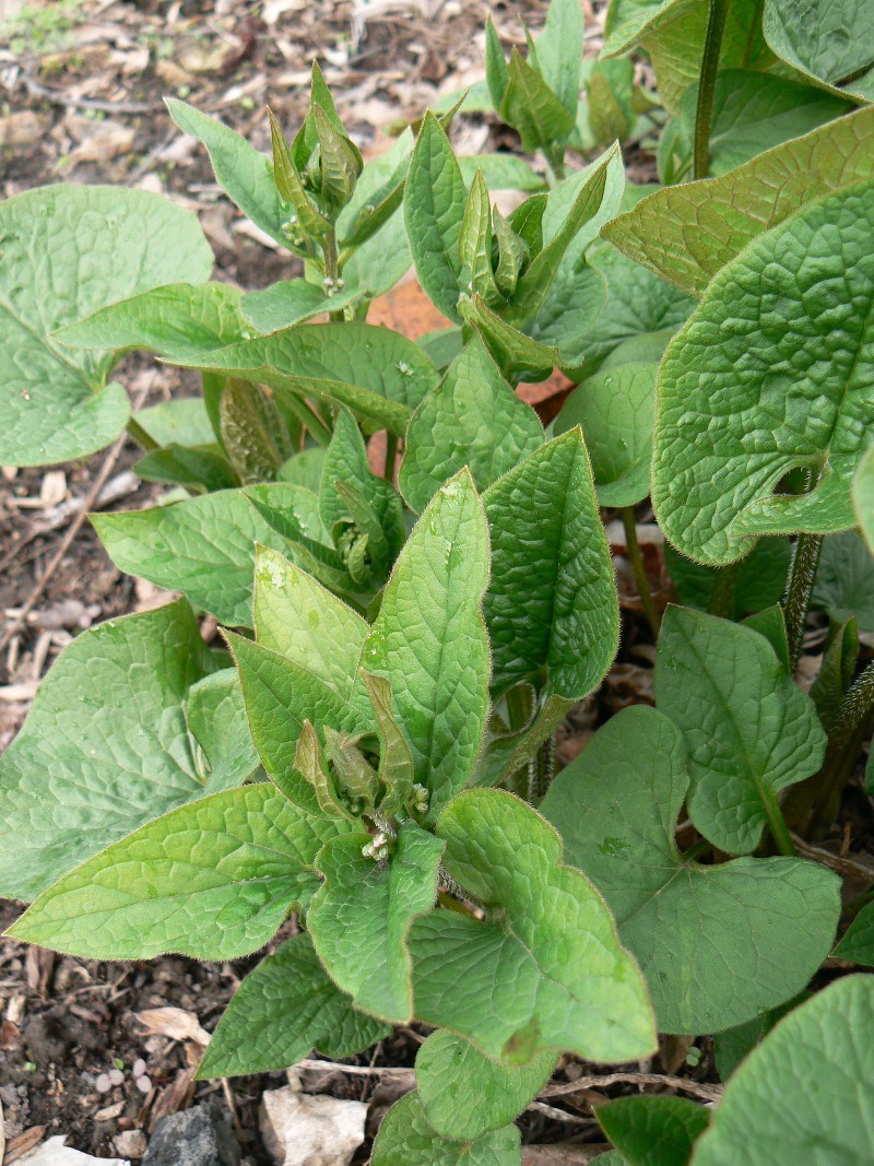 Изображение особи Brunnera macrophylla.